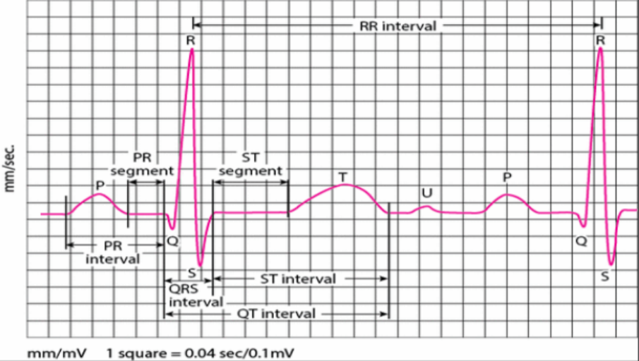 Our Fundamental Explorations on Fingertip ECG